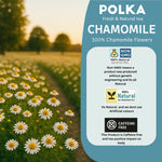 POLKA Chamomile Flower Tea (Babuna/Karpurapuspa) (150 gms)