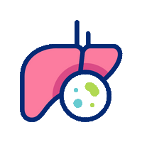 Liver